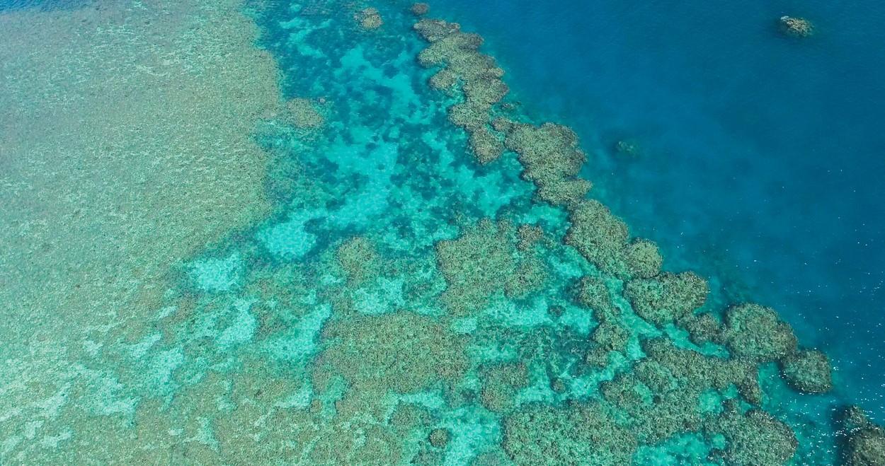 Unesco vrea să pună Marea Barieră de Corali în premieră pe lista patrimoniului aflat în pericol. Australia a reacţionat dur Unesco vrea să pună Marea Barieră de Corali în premieră pe lista patrimoniului aflat în pericol. Australia a reacţionat dur