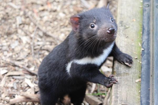 Diavolii tasmanieni, aduși pe o insulă australiană pentru salvarea speciei, au decimat întreaga populație locală de pinguini