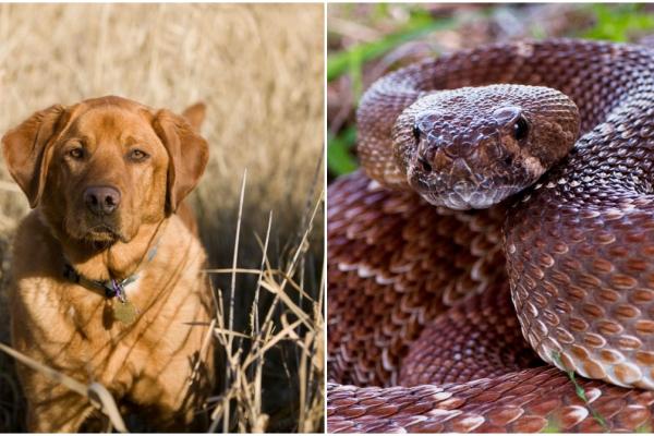 Un labrador erou şi-a salvat stăpânul după ce l-a împins din faţa unui şarpe cu clopoţei, în SUA
