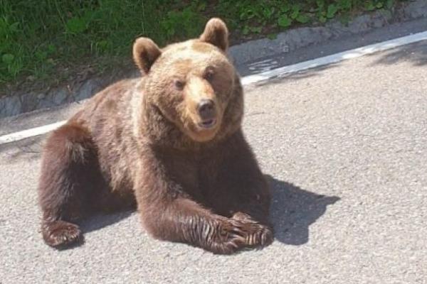 Un urs a ieşit pe o şosea din Vrancea şi s-a tolănit în mijlocul drumului. A stat cuminte "la poză" pentru turişti - VIDEO