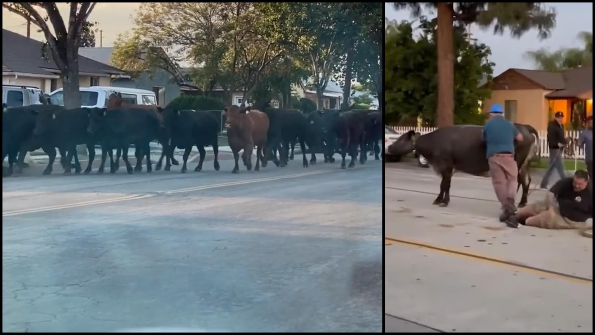 40 de vaci au evadat în Statele Unite O vacă va fi "grațiată", în Statele Unite, după ce a evadat dintr-un abator cu alte 39 de vaci