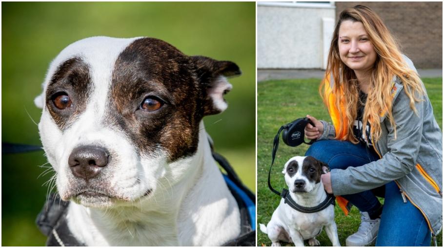 Un câine care ''nu ar face rău nici unei muște'' şi-a salvat stăpâna după ce un tâlhar i-a pus cuţitul la gât, în UK Un câine care ''nu ar face rău nici unei muște'' şi-a salvat stăpâna după ce un tâlhar i-a pus cuţitul la gât, în UK
