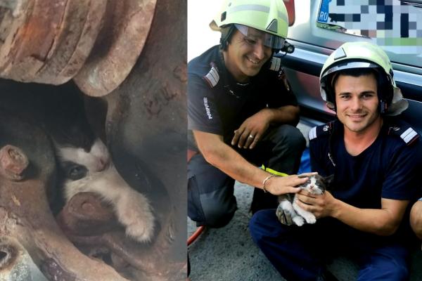 Pui de pisică, care s-a adăpostit de furtună într-un motor de mașină, salvat de pompierii arădeni. Misiunea a durat aproape 2 ore