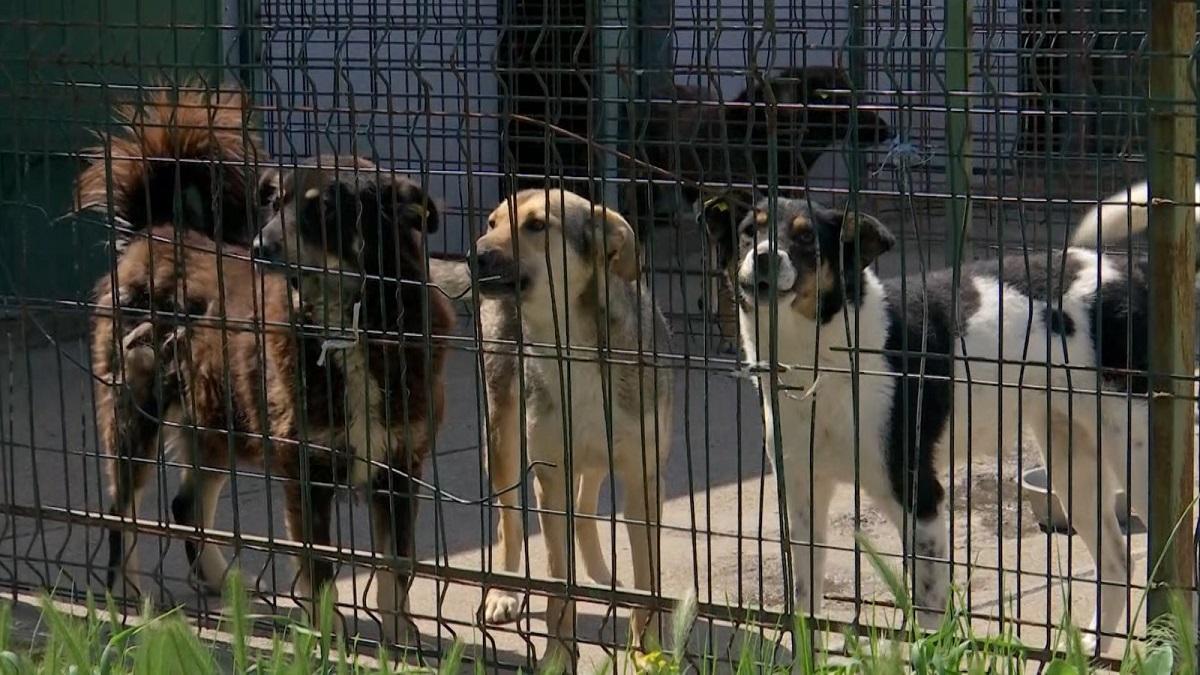 Mai mulţi câini comunitari din Motru ar fi fost eutanasiaţi