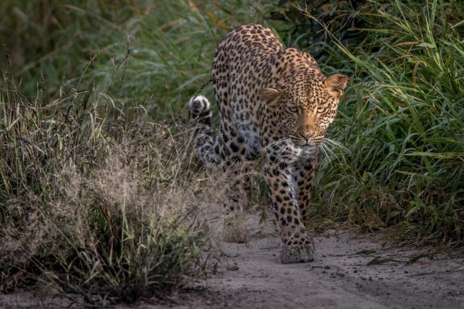 Copilă sfâșiată de un leopard, la petrecerea de ziua fratelui, în India Copilă sfâșiată de un leopard, la petrecerea de ziua fratelui, în India