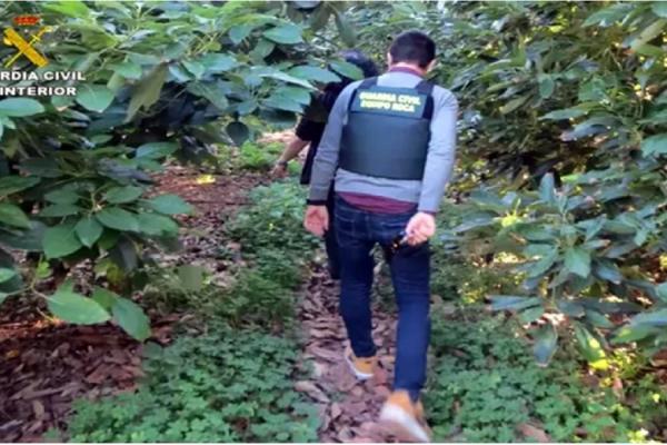 Poliţiştii spanioli au lucrat din greu pentru a-i prinde pe românii hoţi de avocado