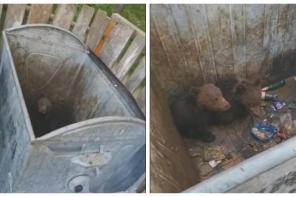 Doi pui de urs, rămaşi blocaţi într-un tomberon în Poiana Braşov
