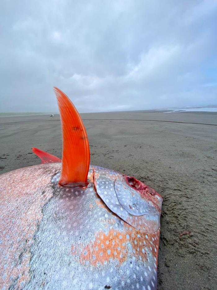 opah-3-061b972d.jpg?w=700
