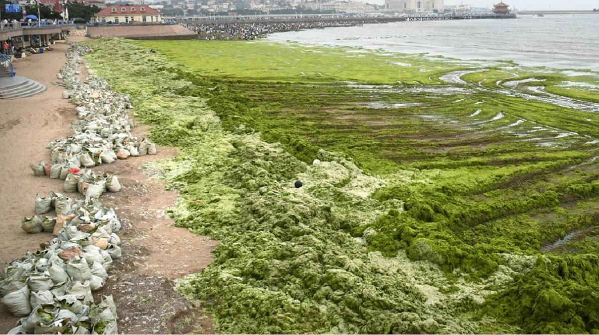 Portul chinez Qingdao invadat de alge