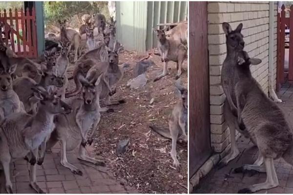 Angajata unui pub a avut o adevărată surpriză când a descoperit zeci de canguri în spatele localului, în Australia