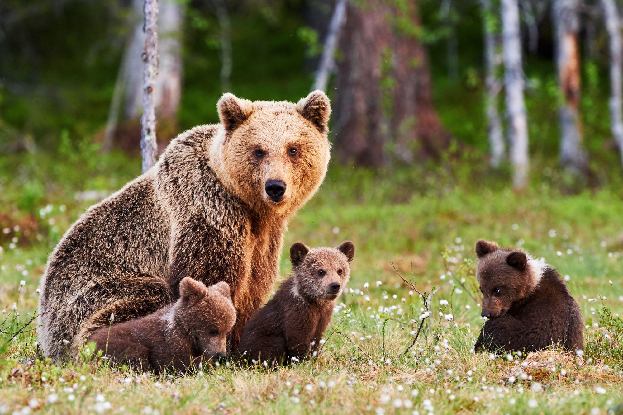 O mamă urs alături de puii ei