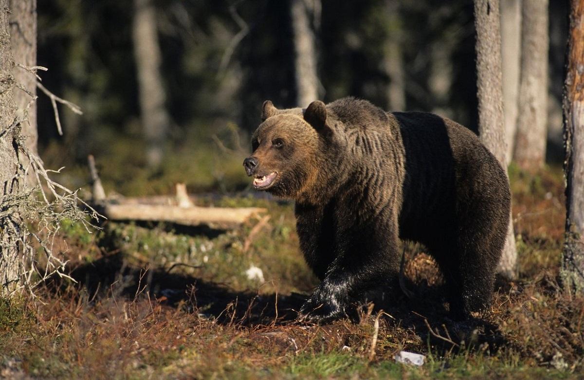 Statul trebuie să plătească 15.000 de euro unui român atacat de urs