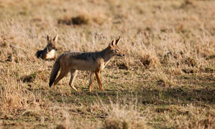 Şacalii au băgat spaima în locuitorii din Delta Dunării Şacalii au produs pagube uriaşe în Delta Dunării, iar oamenii se tem pentru siguranţa lor
