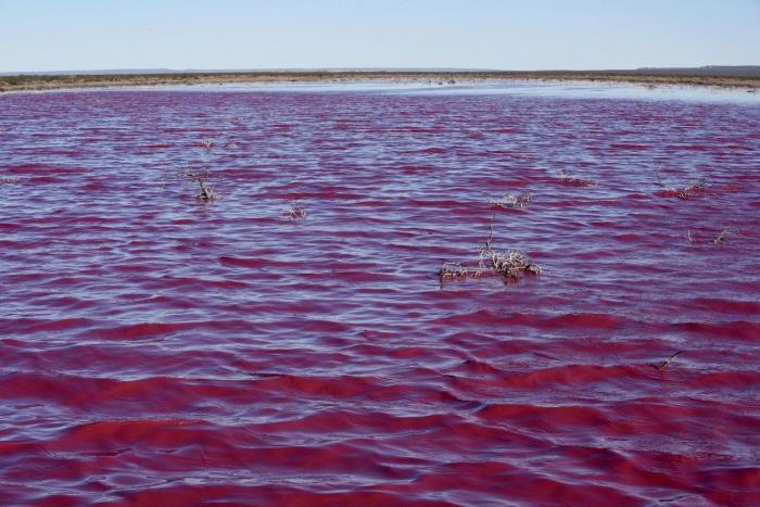 Apa unui lac din Patagonia a devenit roz peste noapte din cauza poluării