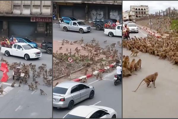 Zeci de maimuţe au blocat traficul într-un oraş din Thailanda, într-o dispută teritorială