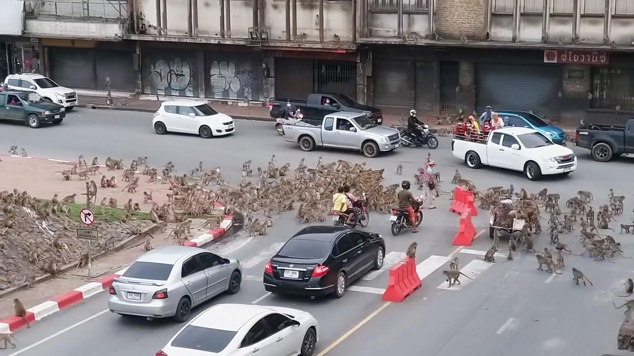Zeci de maimuţe au blocat traficul într-un oraş din Thailanda, într-o dispută teritorială