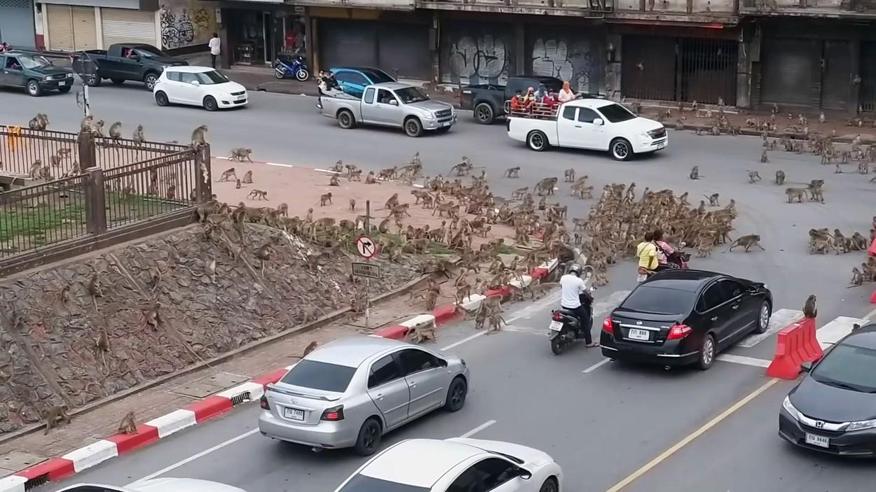 Zeci de maimuţe au blocat traficul într-un oraş din Thailanda, într-o dispută teritorială