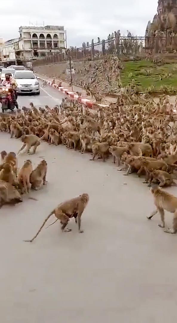 Zeci de maimuţe au blocat traficul într-un oraş din Thailanda, într-o dispută teritorială