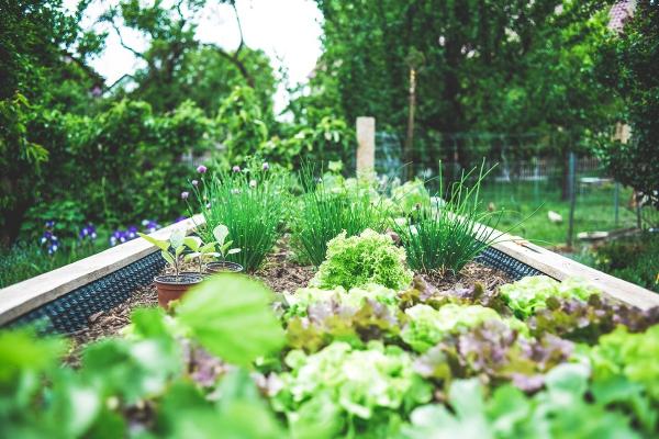 Sfaturi pentru udarea grădinii de legume pe timp de vară