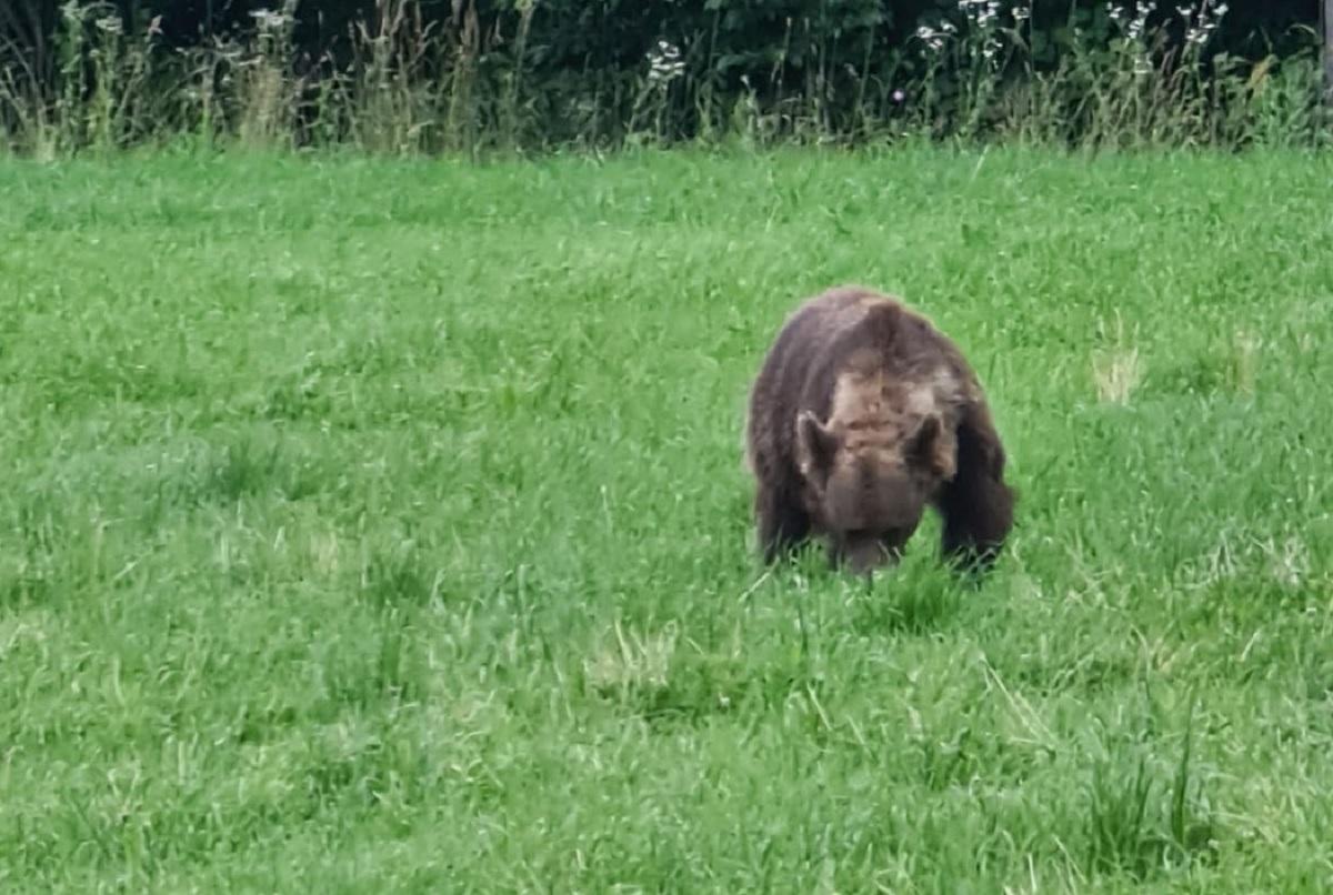 Ministrul Mediului, întâlnire neaşteptată cu un urs pe drumul spre Bucureşti Ministrul Mediului a fotografiat ursul cu care s-a întâlnit pe drumul spre Bucureşti