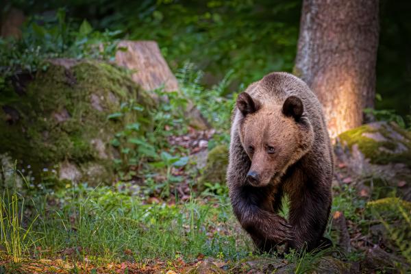 Un copil de 8 ani a fost atacat de un urs, în Covasna. Primar: Nu avem nimic în mână să ne apărăm