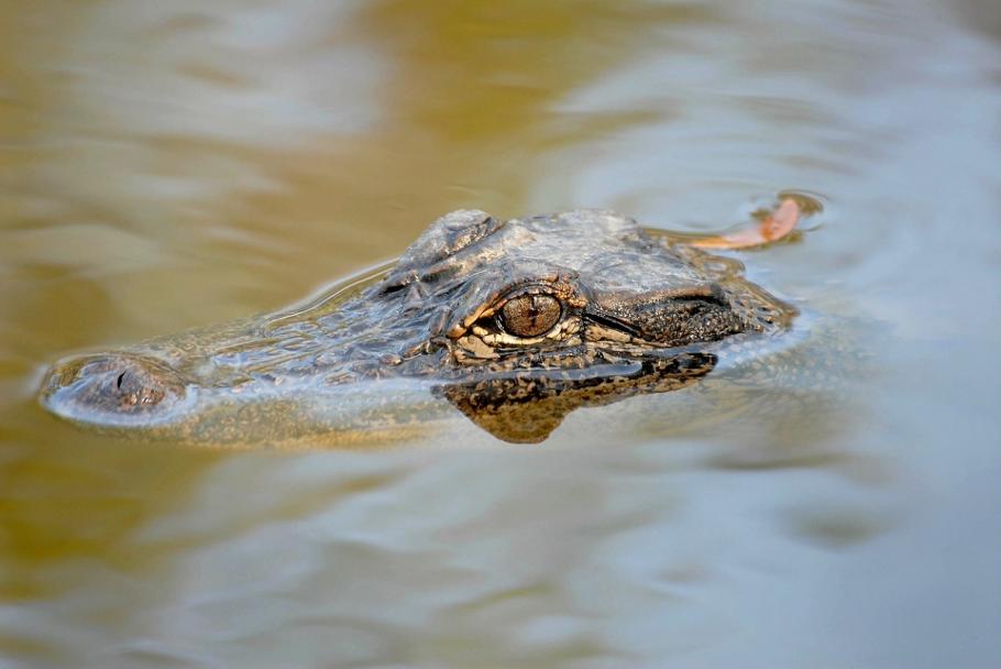 Tânără sfâșiată de un aligator, în timp ce înota într-un iaz din Florida Tânără sfâșiată de un aligator, în timp ce înota într-un iaz din Florida