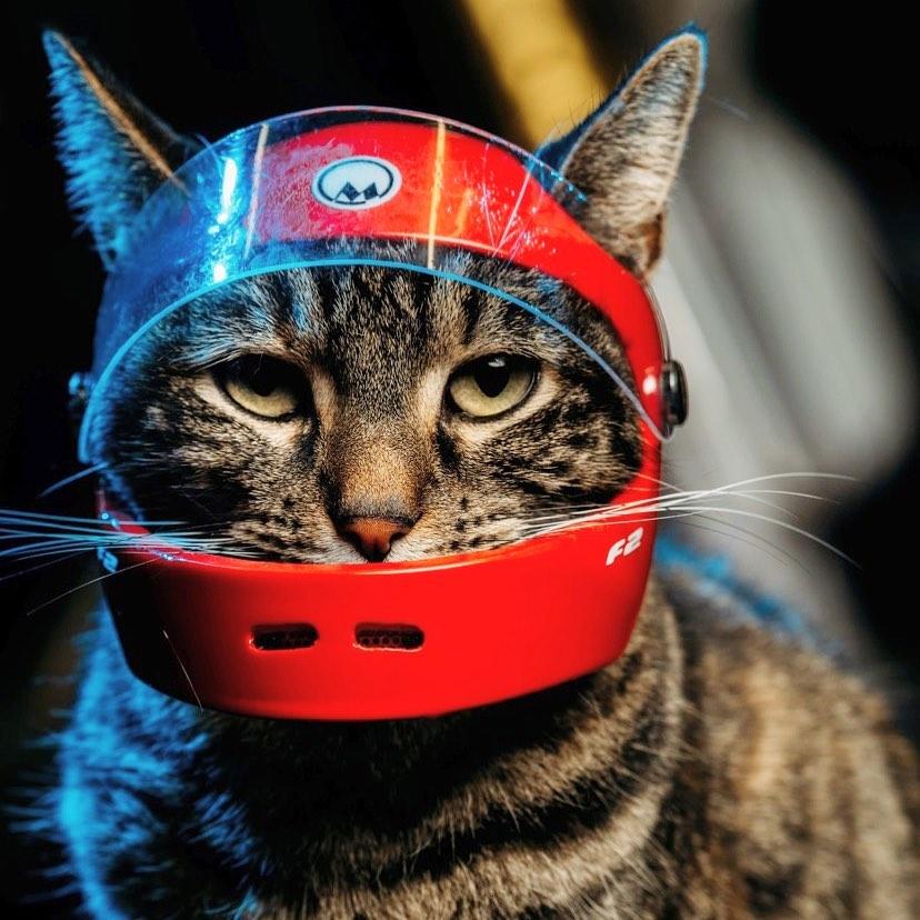 Imagini spectaculoase cu Cathode, pisica dependentă de adrenalină