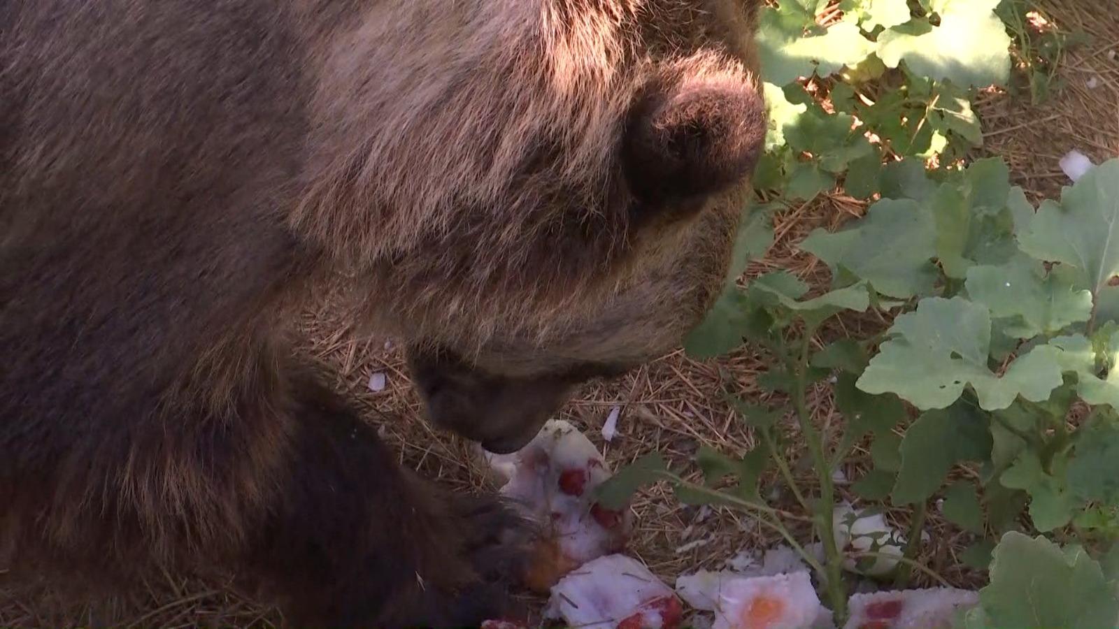 O grădină zoologică din Galaţi le oferă animalelor îngheţată: "La urși le facem din iart și fructe. Pentru tigri îngheţăm carne"
