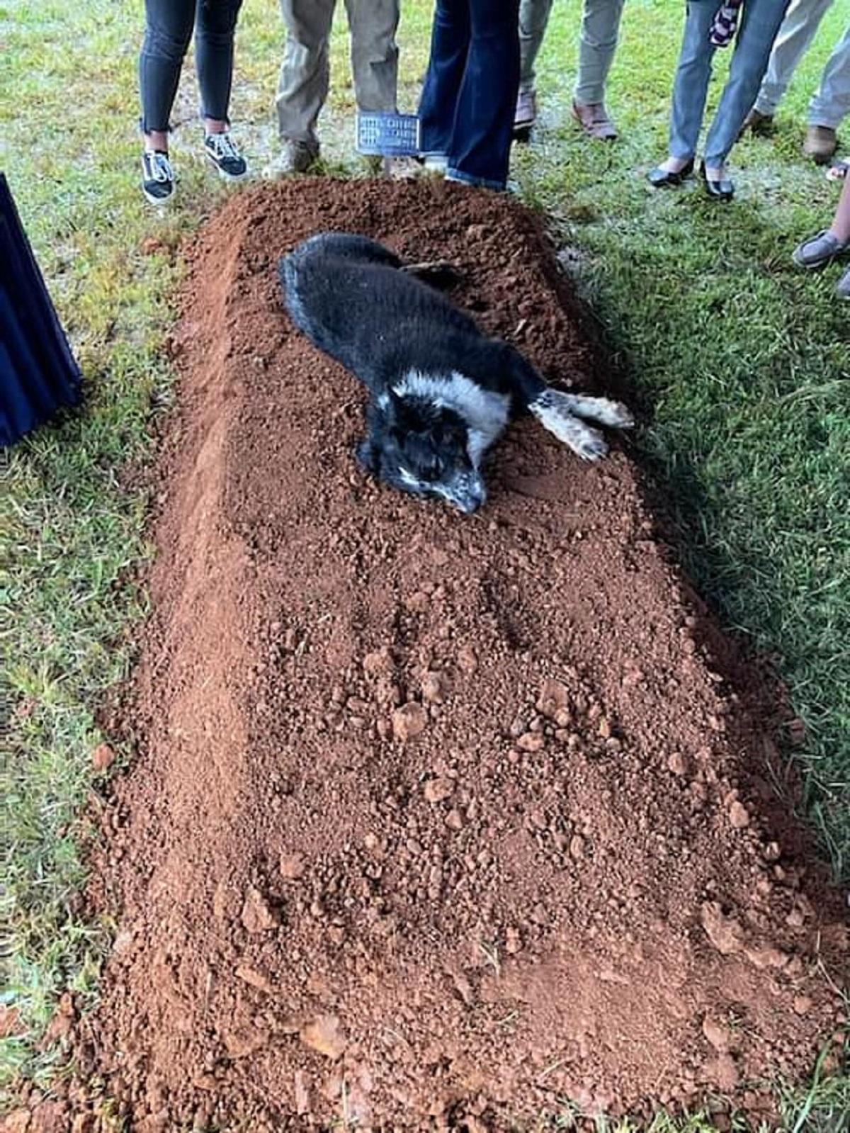 Un câine stă întins pe mormântul stăpânului, un tânăr de 22 de ani ucis de fiul unui judecător, în SUA