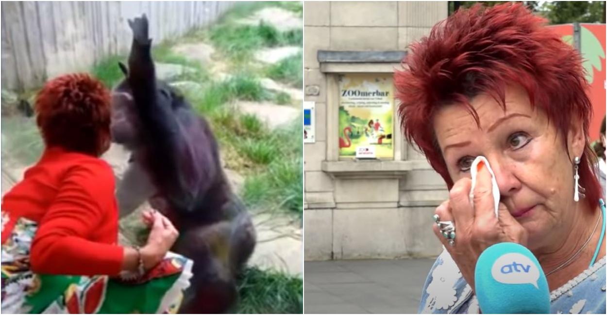 Povestea de dragoste dintre o belgiancă şi un cimpanzeu Povestea de dragoste dintre o belgiancă şi un cimpanzeu