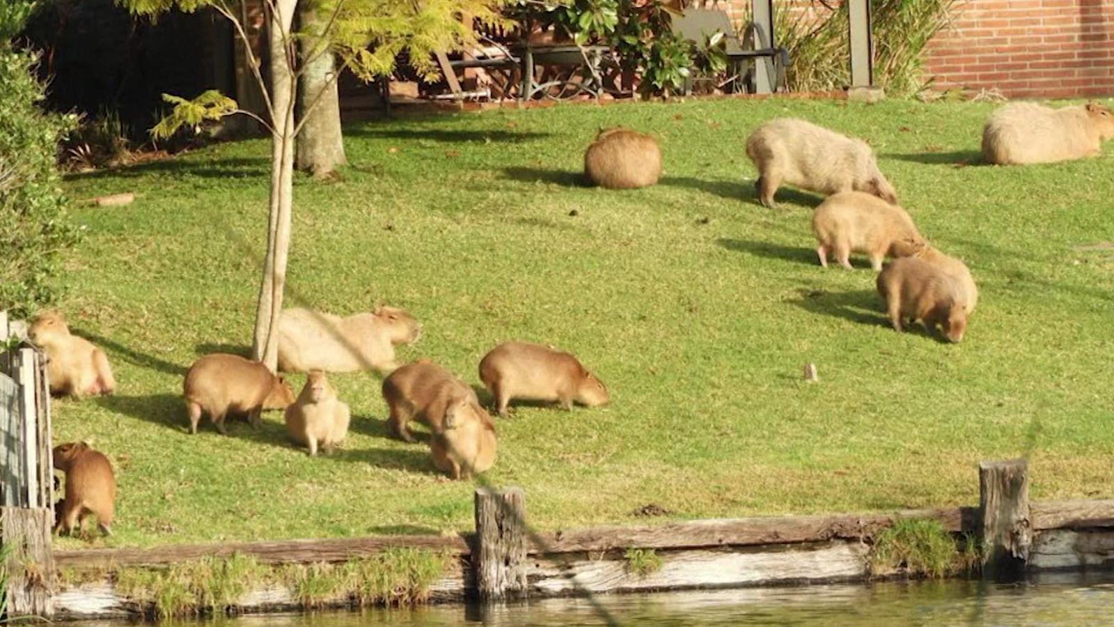 Un oraş din Argentina, terorizat de rozătoare. Simpaticile Capybara au provocat mai multe accidente rutiere