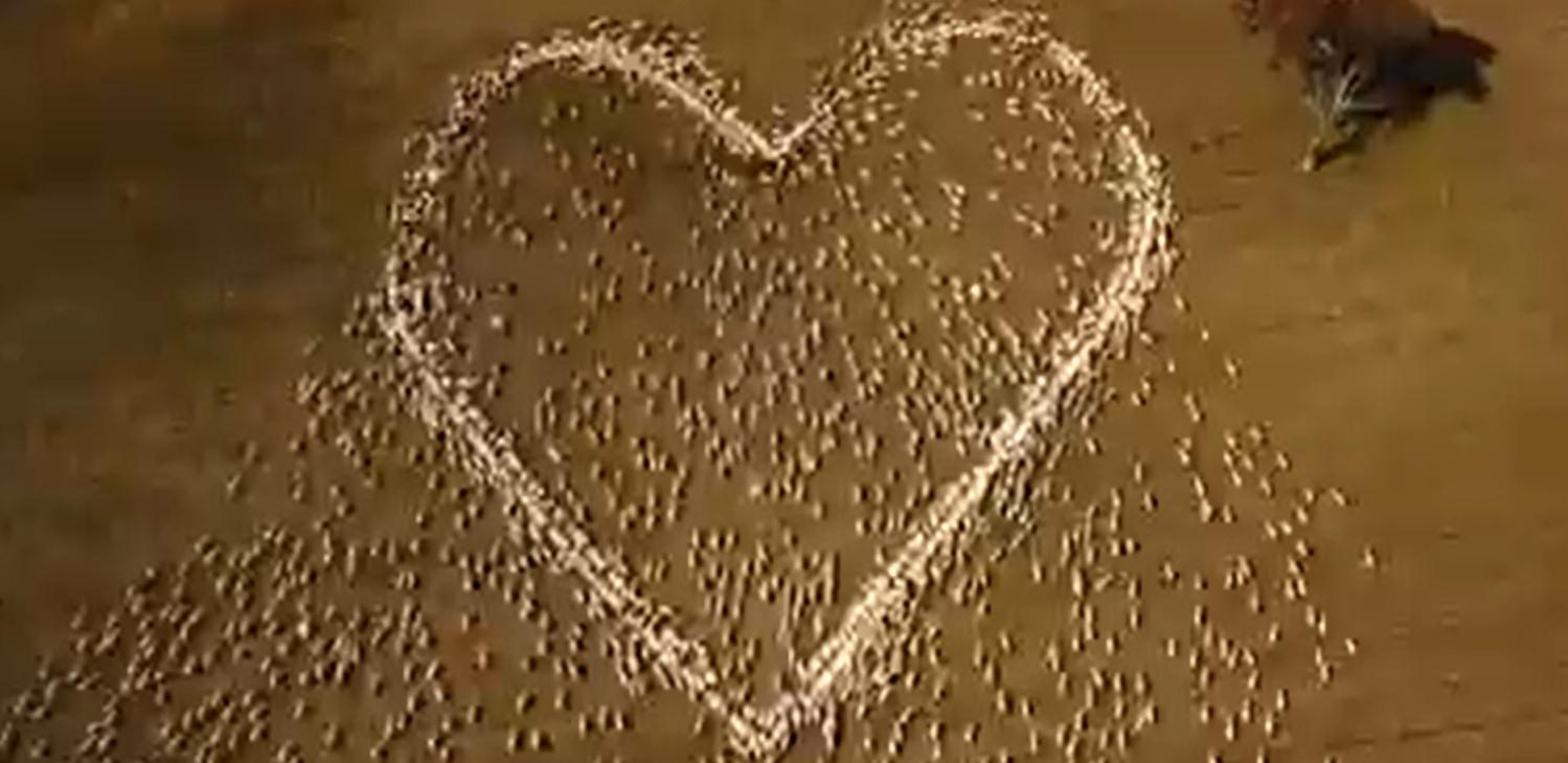 Gestul inedit al unui australian, la înmormântarea mătușii. Imaginile au devenit virale pe rețelele sociale