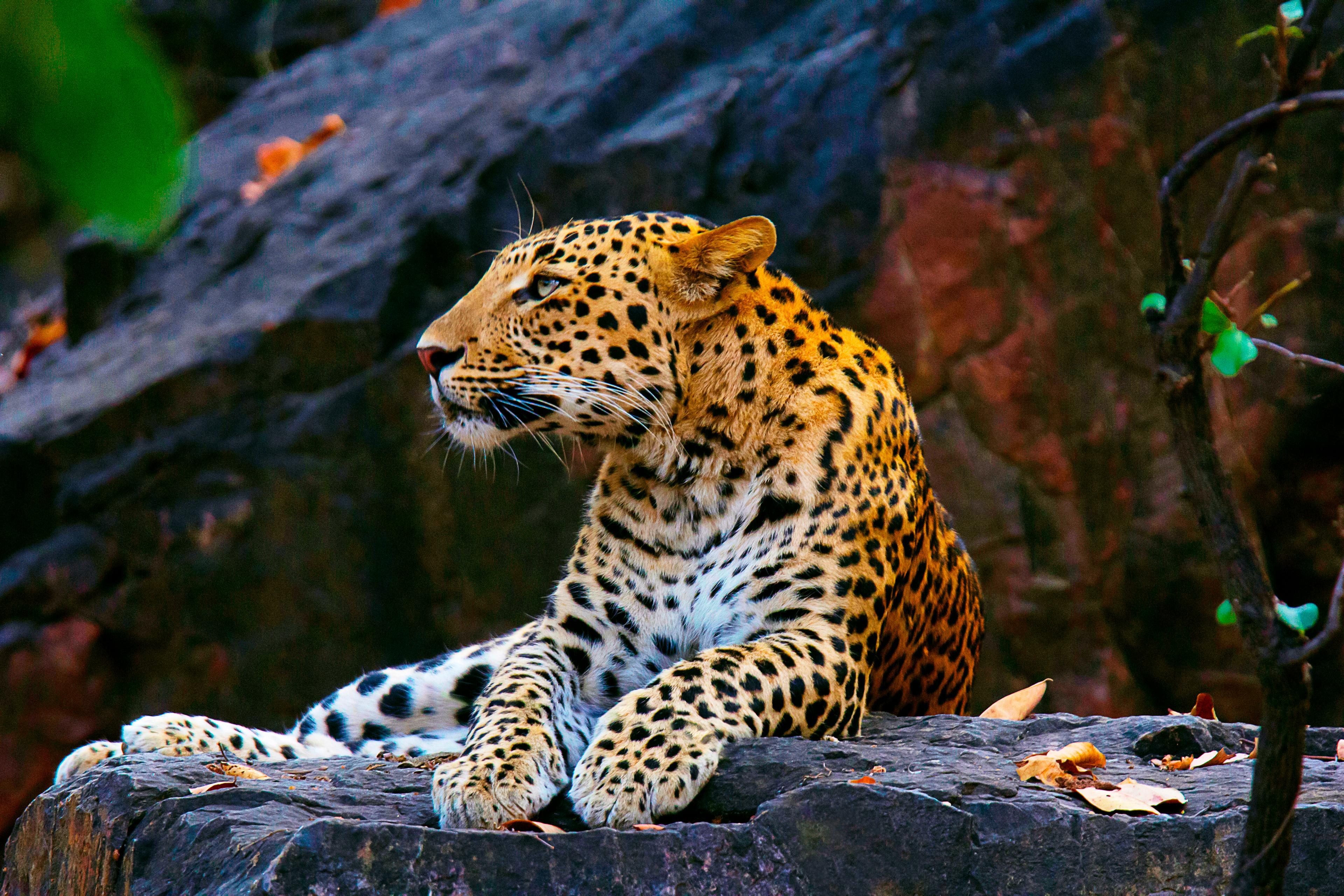 Un fotomodel a fost atacat și mușcat de cap de un leopard în timpul unei ședințe foto, în Germania Un fotomodel a fost atacat și mușcat de cap de un leopard în timpul unei ședințe foto, în Germania