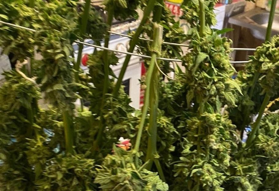 Cultură de cannabis descoperită în Argeş. Patru bucureşteni, suspectaţi că au cultivat şi vândut drogurile Cultură de cannabis descoperită în Argeş. Patru bucureşteni, suspectaţi că au cultivat şi vândut drogurile