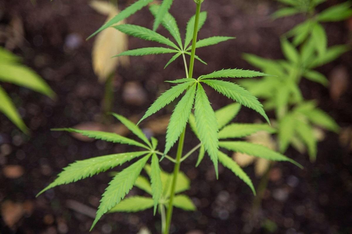 Produse pe bază de cânepă retrase dintr-un renumit centru comercial, din cauza conţinutului de THC