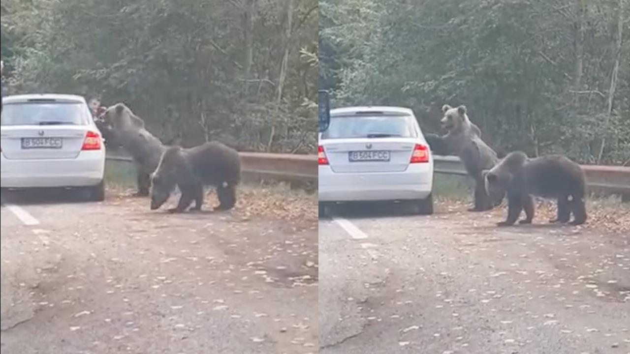 Un turist a vrut să fotografieze urşii de pe marginea drumului, pe Transfăgărăşan. Unul dintre animale a sărit pe portiera maşinii - VIDEO