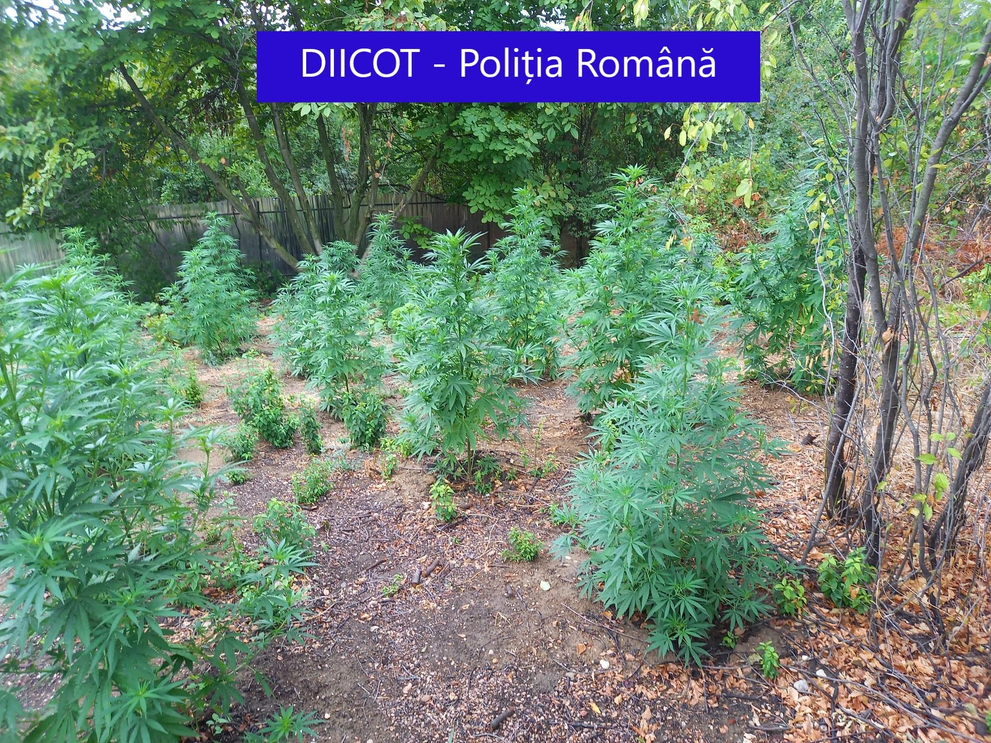 Peste 200 de plante de cannabis, ridicate de procurorii DIICOT după percheziții de amploare în Prahova, Mehedinți și Timiș