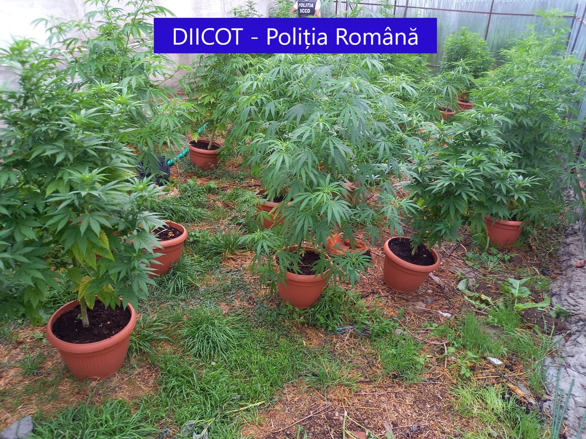 Peste 200 de plante de cannabis, ridicate de procurorii DIICOT după percheziții de amploare în Prahova, Mehedinți și Timiș