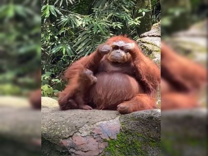 Urangutan cu ochelari de soare la ochi, la o grădină zoologică din Indonezia. Animalul a devenit vedetă pe Tiktok