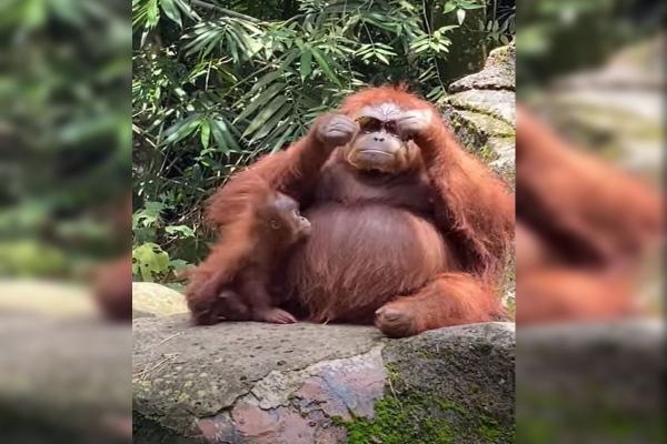 Urangutan cu ochelari de soare la ochi, la o grădină zoologică din Indonezia. Animalul a devenit vedetă pe Tiktok