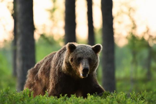 Ursul brun european la răsăritul soarelui într-o pădure
