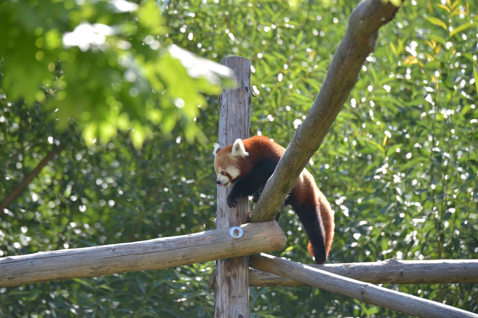 Singurii urși panda roșii din România au devenit părinți. Imagini cu cei mai răsfățați puiuți de la Zoo Brașov