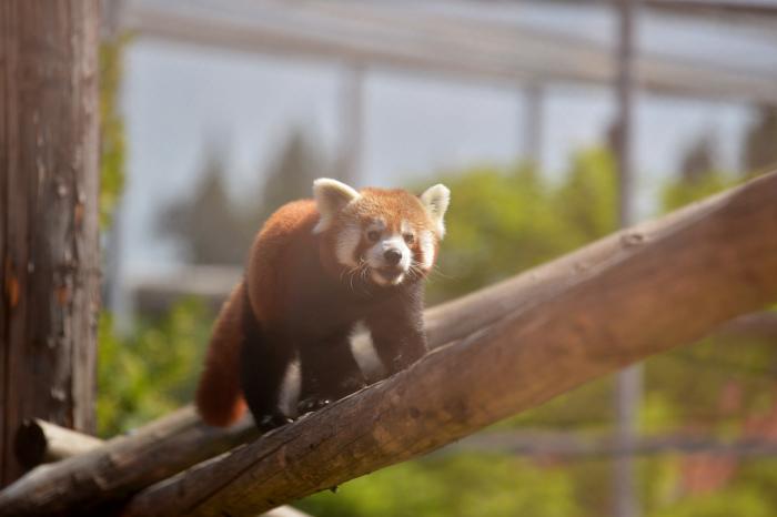 Singurii urși panda roșii din România au devenit părinți. Imagini cu cei mai răsfățați puiuți de la Zoo Brașov