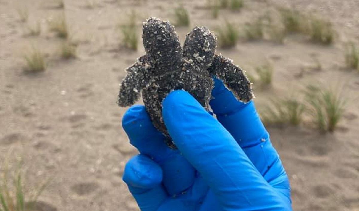 O broască ţestoasă cu două capete a fost descoperită în Carolina de Nord O broască ţestoasă cu două capete a fost descoperită în Carolina de Nord