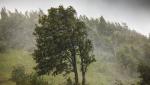 Rafale de până la 100 kilometri pe oră, la munte. Meteorologii au emis cod galben de vânt puternic şi avertizare meteo de ploi