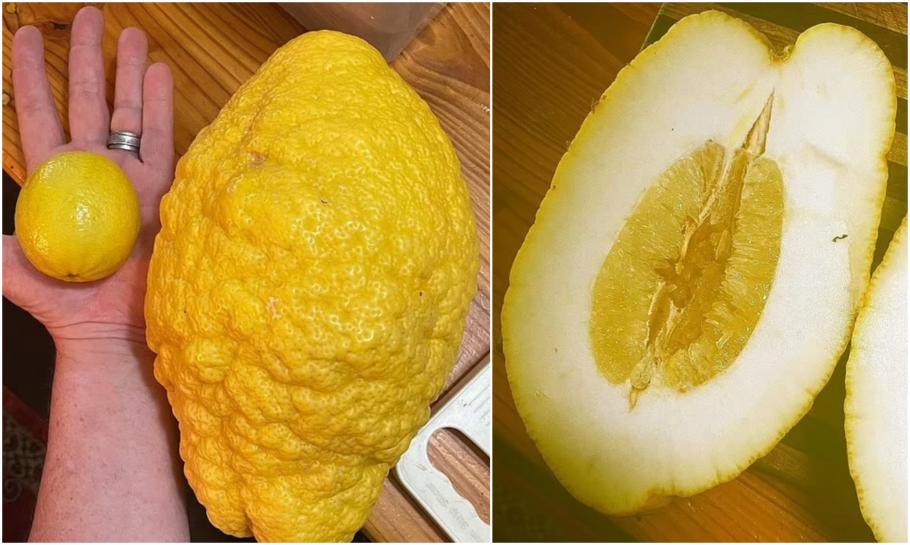 Lămâie gigant de aproape 2,6 kilograme, de lungimea unui antebraț, crescută în curtea unor localnici din Australia de Vest Lămâie gigant de aproape 2,6 kilograme, de lungimea unui antebraț, crescută în curtea unor localnici din Australia de Vest