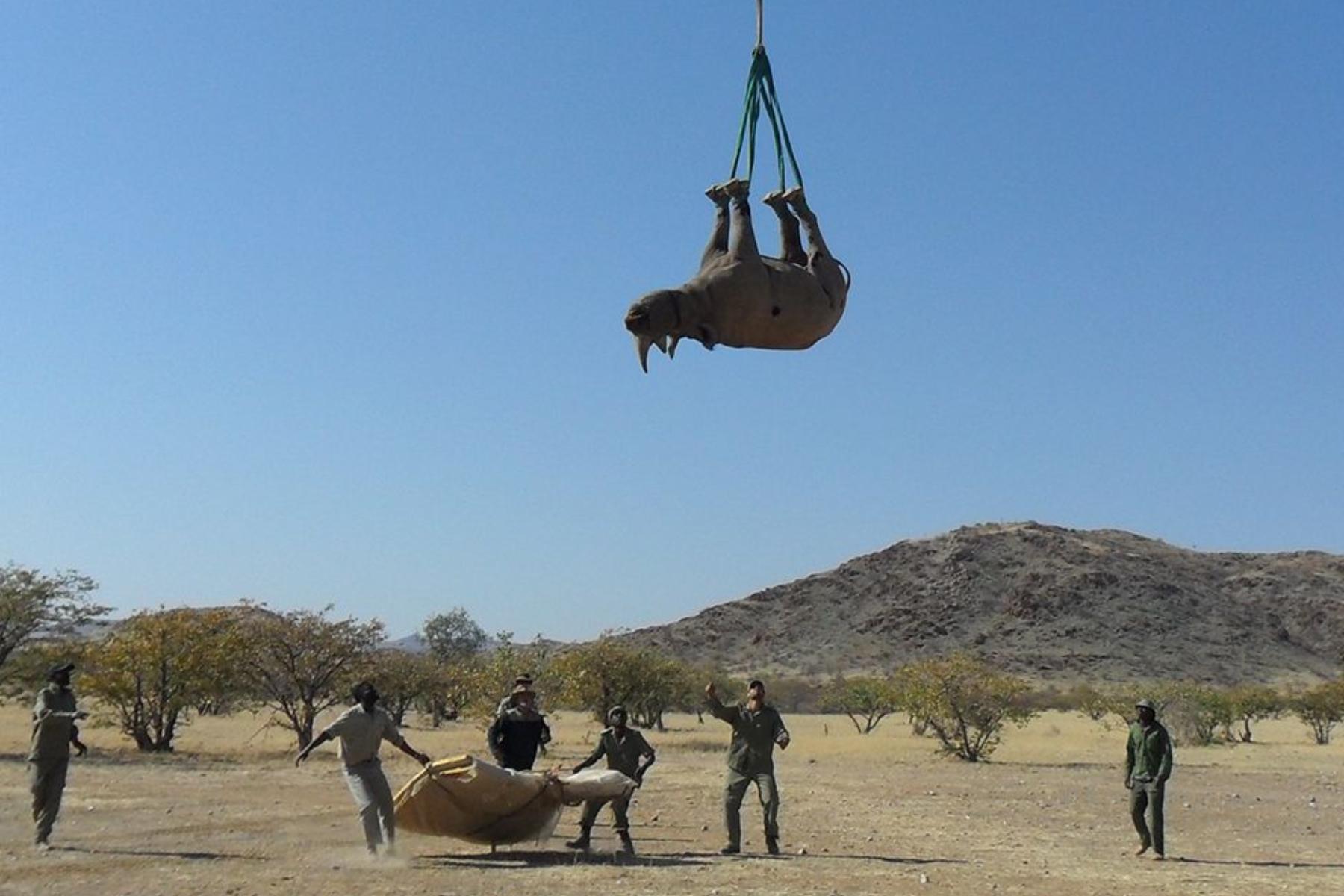 Rinocer transportat cu capul în jos, cu ajutorul unui elicopter
