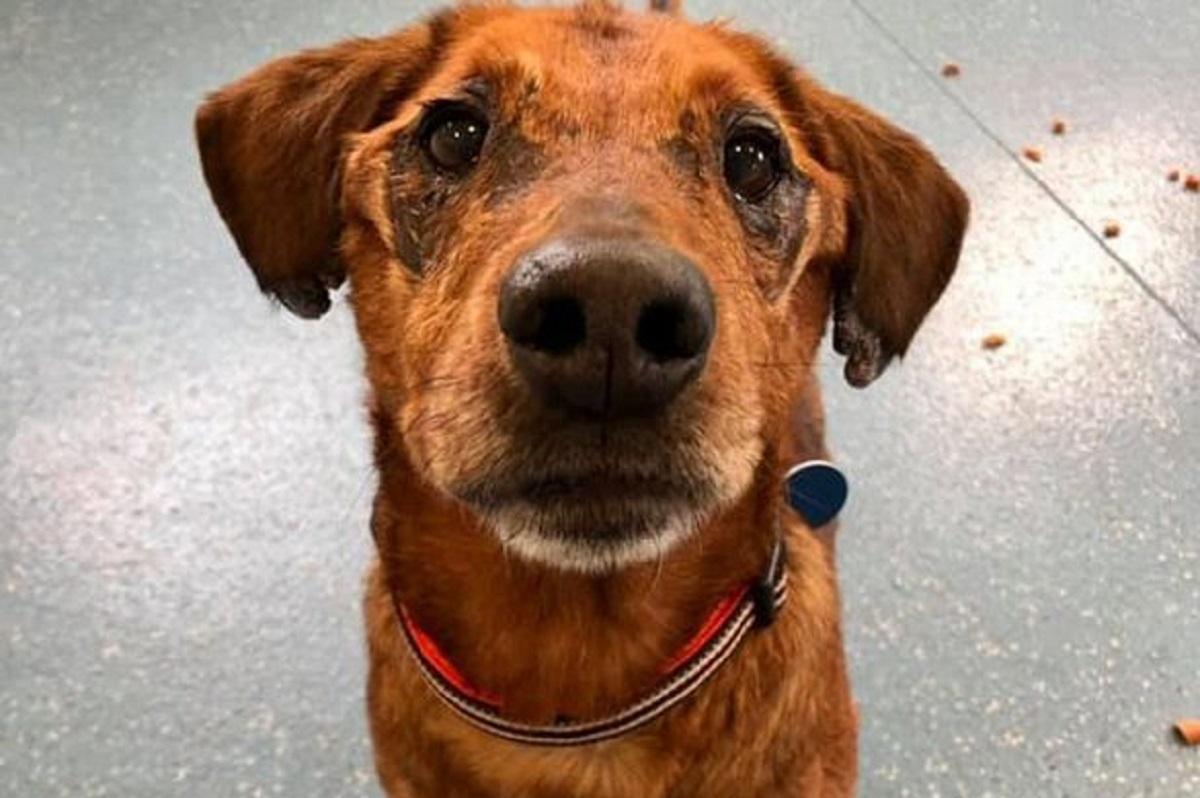 Povestea câinelui care riscă să moară singur, abandonat într-un adăpost Arthur a fost un câine nedorit de la bun început