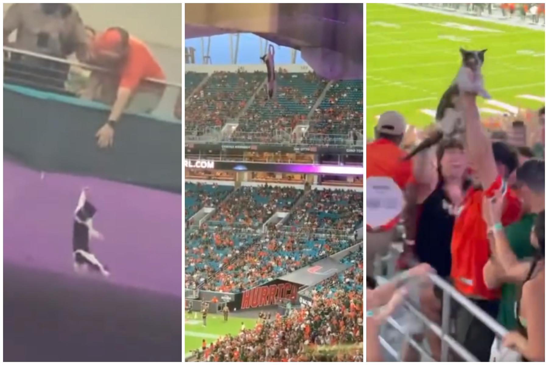 Pisică salvată de suporteri, pe Stadionul Hard Rock din Miami Pisică salvată de suporteri, pe Stadionul Hard Rock din Miami