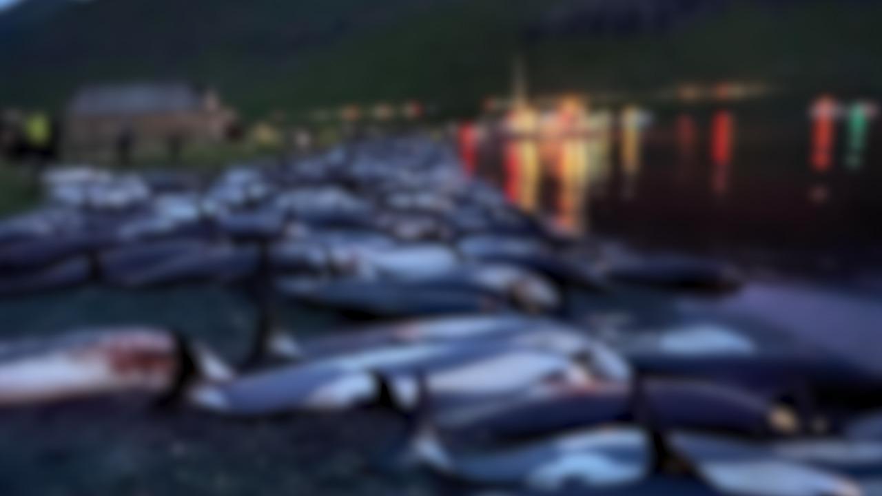 Sute de delfini, sacrificaţi în Insulele Faroe